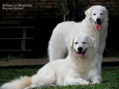 kuvasz - Refgio na Montanha