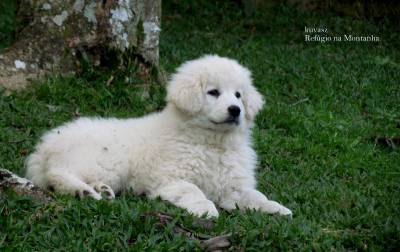 kuvasz - Refgio na Montanha