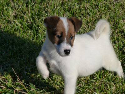 Fox Terrier Ninhada