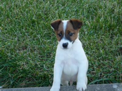 Fox Terrier Ninhada