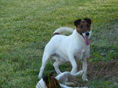 Fox Terrier Ninhada