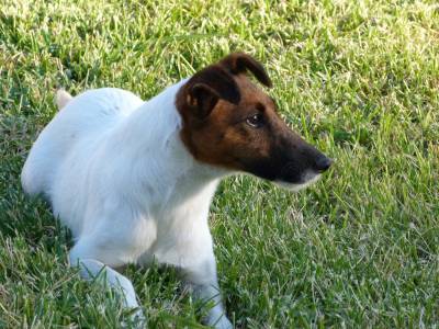 Fox Terrier Ninhada