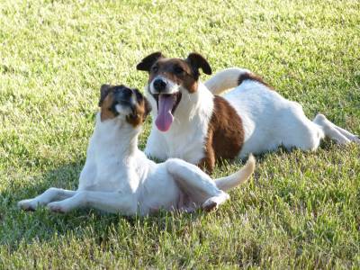 Fox Terrier Ninhada