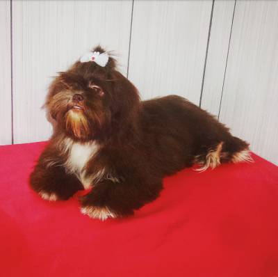 Lindo Filhote de Shih Tzu Fmea Chocolate