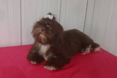 Lindo Filhote de Shih Tzu Fmea Chocolate