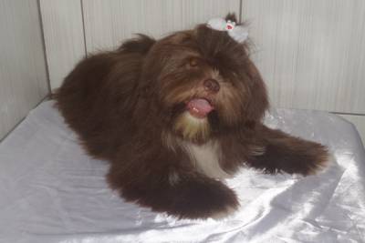 Lindo Filhote de Shih Tzu Fmea Chocolate