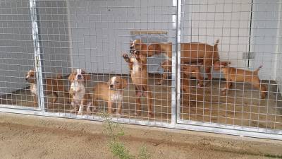 Ninhada Cachorros Perdigueiro Portugus