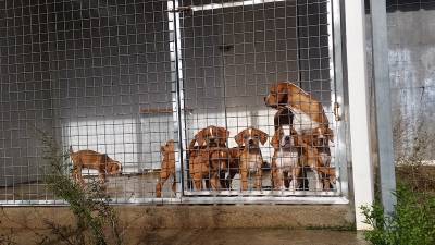 Ninhada Cachorros Perdigueiro Portugus