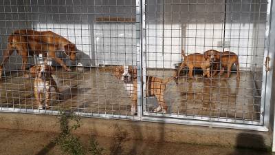 Ninhada Cachorros Perdigueiro Portugus