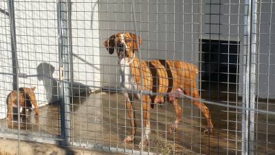 Ninhada Cachorros Perdigueiro Portugus