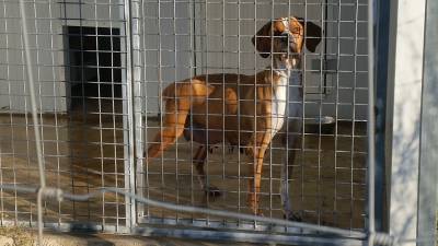 Ninhada Cachorros Perdigueiro Portugus