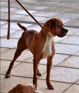 Ninhada Cachorros Perdigueiro Portugus