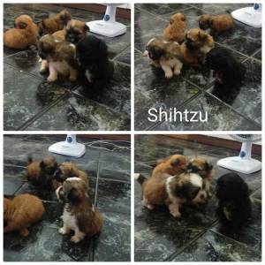 Shihtzu promoo Louca