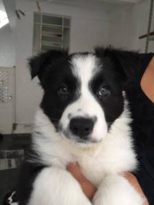 Filhote de Border Collie