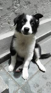 Filhote de Border Collie