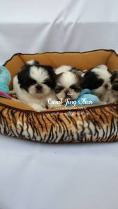 MARAVILHOSOS BEBEZINHOS DA RAA SHIH-TZU
