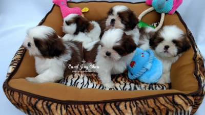 SHIH-TZU MARAVILHOSOS A PRONTA ENTREGA