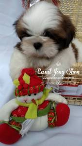 SHIH-TZU MARAVILHOSOS A PRONTA ENTREGA