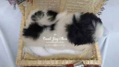 SHIH-TZU MARAVILHOSOS A PRONTA ENTREGA