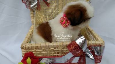 SHIH-TZU A PRONTA ENTREGA
