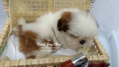 SHIH-TZU A PRONTA ENTREGA