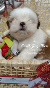 SHIH-TZU A PRONTA ENTREGA