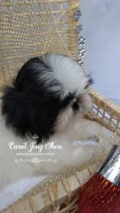 SHIH-TZU A PRONTA ENTREGA