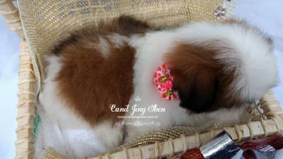 SHIH-TZU A PRONTA ENTREGA