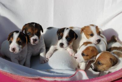 Jack Russell Terrier Ninhada disponvel