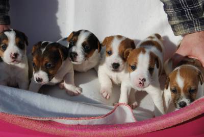 Jack Russell Terrier Ninhada disponvel