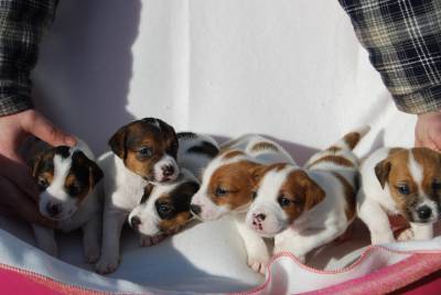 Jack Russell Terrier Ninhada disponvel