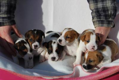 Jack Russell Terrier Ninhada disponvel