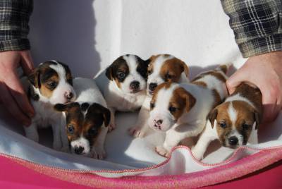 Jack Russell Terrier Ninhada disponvel