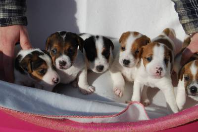 Jack Russell Terrier Ninhada disponvel