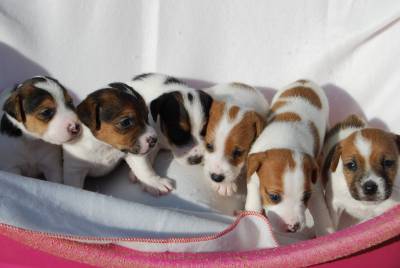 Jack Russell Terrier Ninhada disponvel