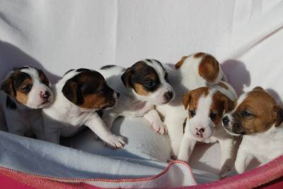 Jack Russell Terrier Ninhada disponvel