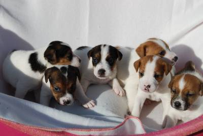 Jack Russell Terrier Ninhada disponvel