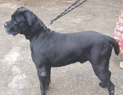 RESERVA NINHADA DISPONIVEL DE CANE CORSO