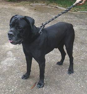 RESERVA NINHADA DISPONIVEL DE CANE CORSO