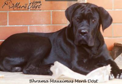 RESERVA NINHADA DISPONIVEL DE CANE CORSO