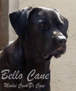 RESERVA NINHADA DISPONIVEL DE CANE CORSO