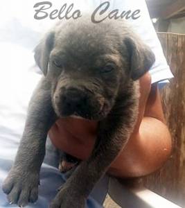 RESERVA NINHADA DISPONIVEL DE CANE CORSO