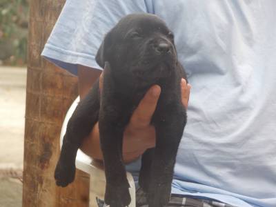 RESERVA NINHADA DISPONIVEL DE CANE CORSO