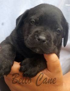 RESERVA NINHADA DISPONIVEL DE CANE CORSO