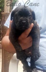 RESERVA NINHADA DISPONIVEL DE CANE CORSO