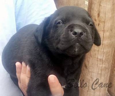 RESERVA NINHADA DISPONIVEL DE CANE CORSO