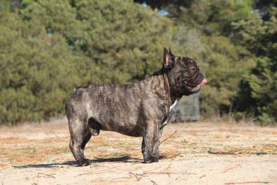 Bulldog Francês para montas Bulldog Francês para montas