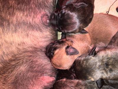 Bullmastiffs Casabullangels ninhada disponvel 