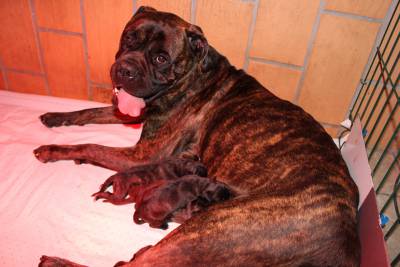 Bullmastiffs Casabullangels ninhada disponvel 