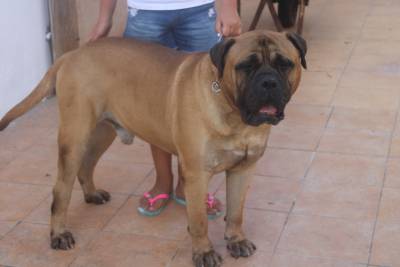 Bullmastiffs Casabullangels ninhada disponvel 